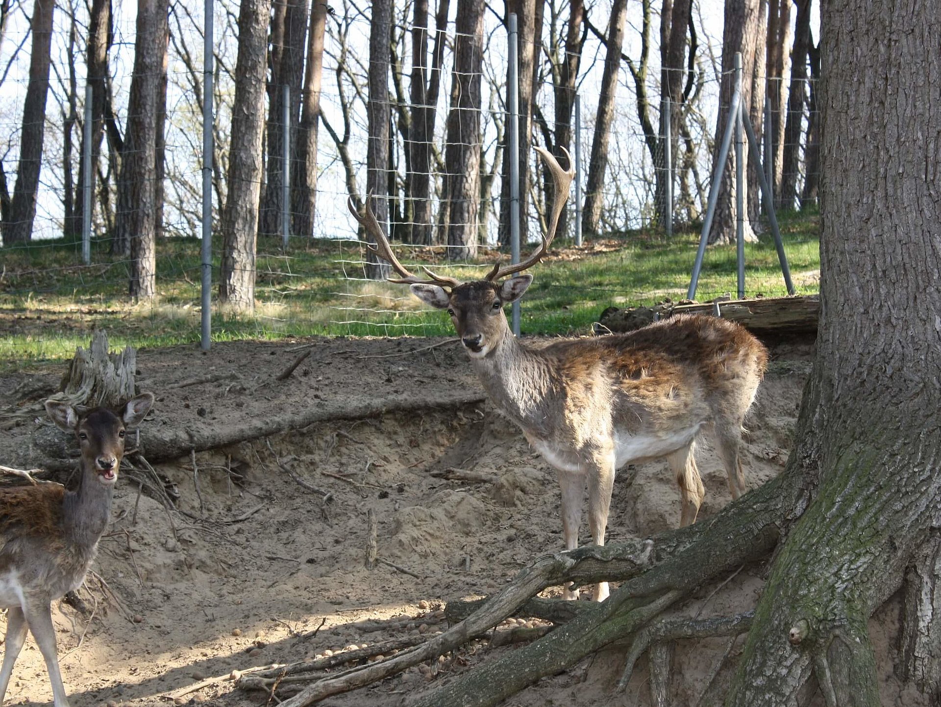 Tierpark Westerhausen